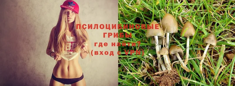 Псилоцибиновые грибы Psilocybe  купить наркоту  Неман 